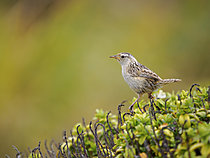 Biosphoto | 2621558 | Troglodyte des malouines (Cistothorus platensis falklandicus) dans son habitat typique sur l'île Bleaker. Amérique du Sud, Subantarctique, Îles Falkland, été. | &copy; Martin Zwick / Biosphoto