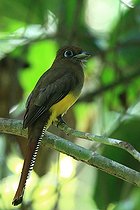 Biosphoto | 2395128 | Trogon à lunettes jaunes (Trogon caligatus) sur une branche, Costa Rica | &copy; Jean-François Noblet / Biosphoto