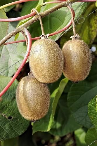 Biosphoto | 998417 | Trois Kiwis sur l'arbre en automne Limousin France | &copy; Roger Dauriac / Biosphoto