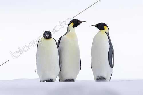 Biosphoto | 2611764 | Trois Manchots empereurs (Aptenodytes forsteri) debout sur une banquise fixée en mer de Ross, McMurdo Sound, Antarctique | &copy; Raphaël Sané / Biosphoto