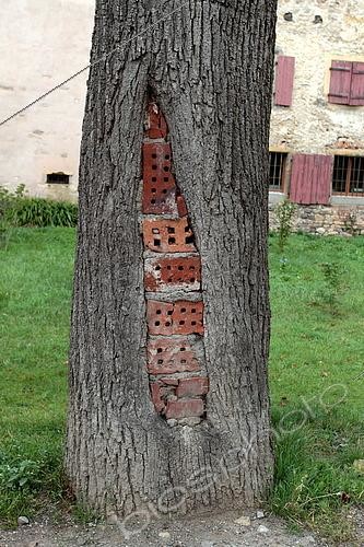 Biosphoto | 2511411 | Tronc creux d'un arbre comblé par des briques, France | &copy; Jean-Claude Louchet / Biosphoto