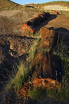Biosphoto | 1250350 | Tronc fossilisé PN Petrified Forest Arizona USA | &copy; Daniel Heuclin / Biosphoto