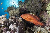 Biosphoto | 2583333 | Tropical grouper (Cephalopholis miniata), Soft coral (Dendronephthya sp) and anemone. Coral reef, corals. Ras Muhammad National Park (Sharm Al Sheikh - Raas Mohammed) and Tiran Strait. Sinai Peninsula. Red Sea, Egypt. | &copy; Sergio Hanquet / Biosphoto