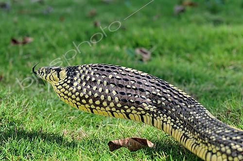 Biosphoto | 2094506 | Tropical Ratsnake (Spilotes pullatus), puffing aggressive behaviour, Corozal district, Belize, Central America | &copy; Consejo / imageBROKER / Biosphoto