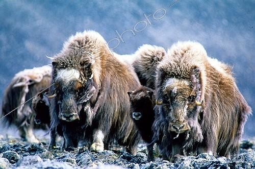 Biosphoto | 41930 | Troupeau de Boeuf musqué en cercle pour se défendre ; Devon Island Arctique canadien | &copy; Pierre Vernay / Polar Lys / Biosphoto