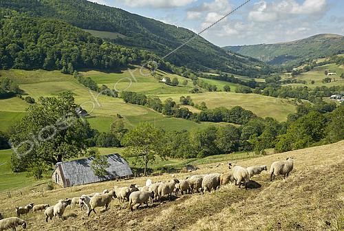 Biosphoto | 2406047 | Troupeau de moutons et ses patous en fin d'été, Vallée de Saint-Paul de Salers (Récusset), Monts du Cantal, Parc Naturel Régional des Volcans d'Auvergne, France | &copy; Robert Valarcher / Biosphoto