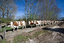 Biosphoto | 2033616 | Troupeau de vaches Montbeliardes - Haut-Doubs France | &copy; Bruno Mathieu / Biosphoto