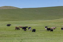 Biosphoto | 2584494 | Troupeau de Yack domestiques (Bos grunniens), Steppe, Est de la Mongolie, Mongolie | &copy; Sylvain Cordier / Biosphoto