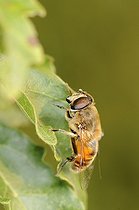 Biosphoto | 1252528 | True fly resting on a leaf France | &copy; Thierry Van Baelinghem / Biosphoto