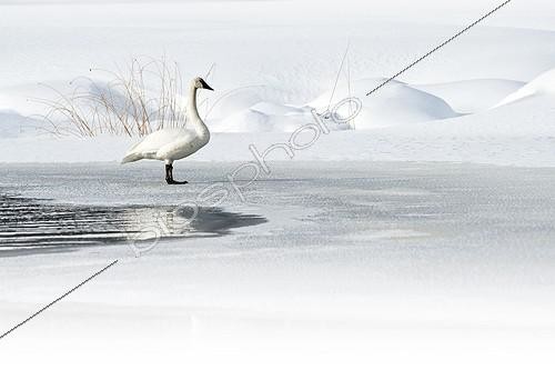 Biosphoto | 1365860 | Trumpeter Swan on ice Yellowstone NP | &copy; Christian Meyer & Pierre Huguet / Biosphoto