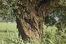 Biosphoto | 584400 | Trunk of a white Willow whithout head at spring Netherlands | &copy; Stoelwinder / Biosphoto
