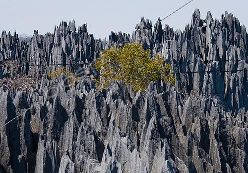 Biosphoto | 2511722 | Tsingy de Bemaraha. Typical landscape with tree. Madagascar. | &copy; Andrey Gudkov / Biosphoto