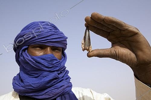Biosphoto | 182422 | Tuareg observing the fossil tooth of a Sarcosuchus Niger ; Research of the National Natural History Museum (MNHN)<br/>Site : Gadoufaoua | &copy; Michel Gunther / Biosphoto