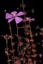 Biosphoto | 170467 | Tuberous Sundew in bloom Botanical Garden of Lyon | &copy; Fred Muller / Biosphoto