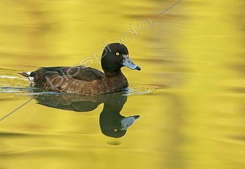 Biosphoto | 2403009 | Tufted duck (Aythya fuligula) in water, female, Hesse, Germany, Europe | &copy; Marko König / imageBROKER / Biosphoto