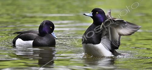 Biosphoto | 2394465 | Tufted Duck (Aythya fuligula) males on water, Pays de Loire, France | &copy; Michel Rauch / Biosphoto