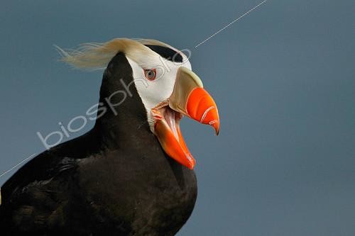 Biosphoto | 2404253 | Tufted Puffin (Fratercula cirrhata), Alaska, USA | &copy; E.J. Peiker / BIA / Biosphoto