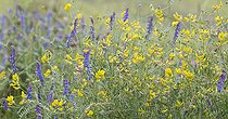 Biosphoto | 2419847 | Tufted Vetch (Vica cracca) and Coronilla (Coronilla vaginalis) flowers, Regional Natural Park of Northern Vosges, France | &copy; Michel Rauch / Biosphoto