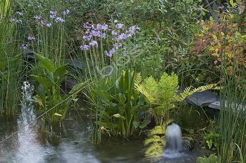 Biosphoto | 853327 | Tulbaghia beside a natural swimming | &copy; Alexandre Petzold / Biosphoto