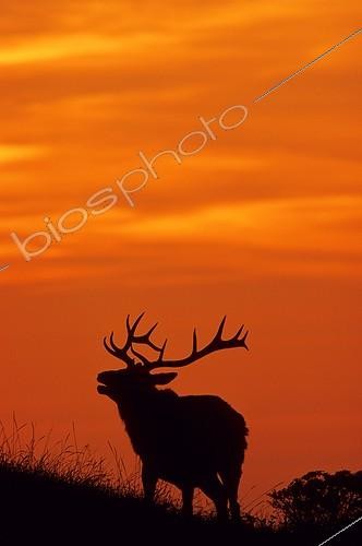 Biosphoto | 2050361 | Tule elk (Cervus canadensis nannodes) male at dusk, Tomales Bay, Point Reyes, California | &copy; Michael Turco / Biosphoto