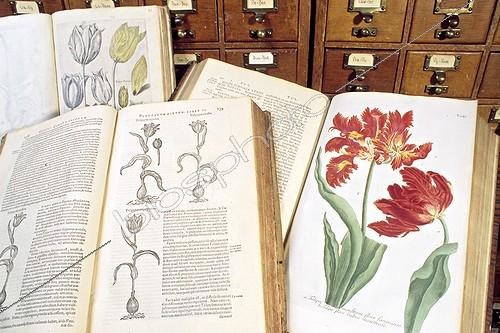 Biosphoto | 243265 | Tulip Bibliography of the XVIIe century Leiden Netherland | &copy; Antoine Lorgnier / Biosphoto