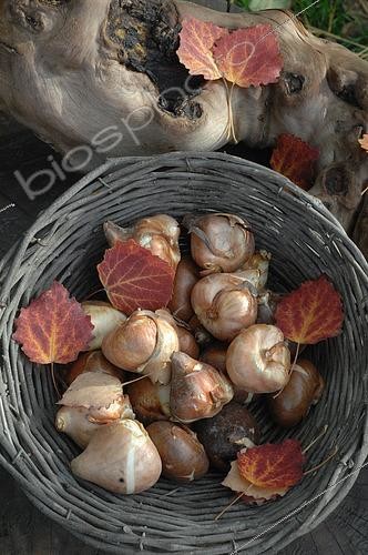 Biosphoto | 2546028 | Tulip bulbs (Tulipa sp) in a basket, autumn planting for spring flowering | &copy; Catherine Fruhinsholz / Biosphoto
