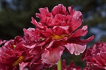 Biosphoto | 2074545 | Tulip 'Chato' in bloom in a garden | &copy; Jean-Yves Grospas / Biosphoto