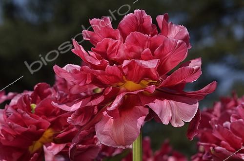 Biosphoto | 2074545 | Tulip 'Chato' in bloom in a garden | &copy; Jean-Yves Grospas / Biosphoto