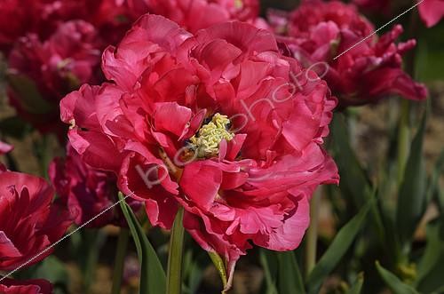 Biosphoto | 2074543 | Tulip 'Christo Elite' in bloom in a garden | &copy; Jean-Yves Grospas / Biosphoto
