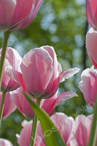 Biosphoto | 2142875 | Tulip 'Salmon Impression' in bloom in a garden | &copy; Frédéric Didillon / Biosphoto
