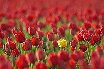 Biosphoto | 2512593 | Tulip, Tulipa, Single yellow flower among field of red ones. | &copy; Flowerphotos / Biosphoto