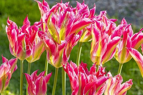 Biosphoto | 2491510 | Tulip viridiflora 'Groenland' | &copy; Alain Kubacsi / Biosphoto
