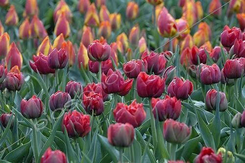Biosphoto | 448230 | TULIPA | &copy; DIGIT images / Biosphoto