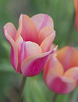 Biosphoto | 2573271 | Tulipa Candy Kisses | &copy; Eric Breed / Visions Pictures / Biosphoto