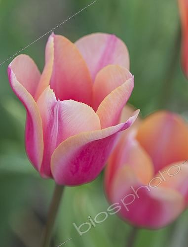 Biosphoto | 2573271 | Tulipa Candy Kisses | &copy; Eric Breed / Visions Pictures / Biosphoto