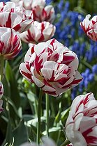 Biosphoto | 448883 | TULIPA DOUBLE TARDIVE 'CARNAVAL DE NICE' | &copy; DIGIT images / Biosphoto