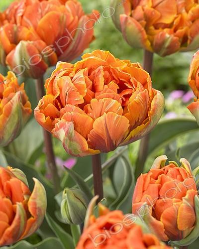 Biosphoto | 2536317 | Tulipa Fulena | &copy; Visions Pictures / Biosphoto