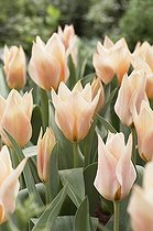 Biosphoto | 1765305 | Tulipa Fur Elise | &copy; Visions Botanical / Visions Pictures / Biosphoto