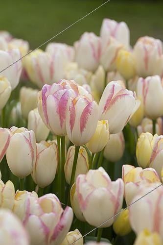 Biosphoto | 2532464 | Tulipa Graceland | &copy; Visions Pictures / Biosphoto