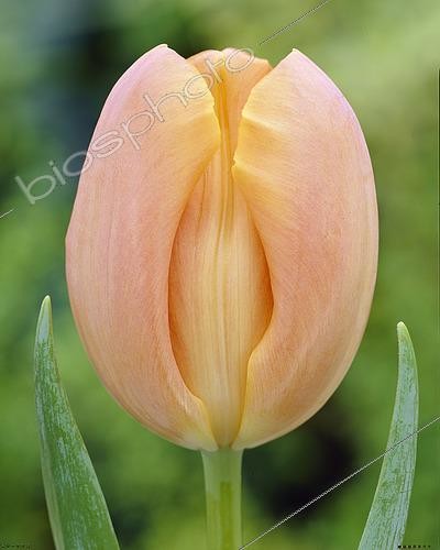 Biosphoto | 2573299 | Tulipa Jan Ohms | &copy; VisionsPictures & Photography / Visions Pictures / Biosphoto