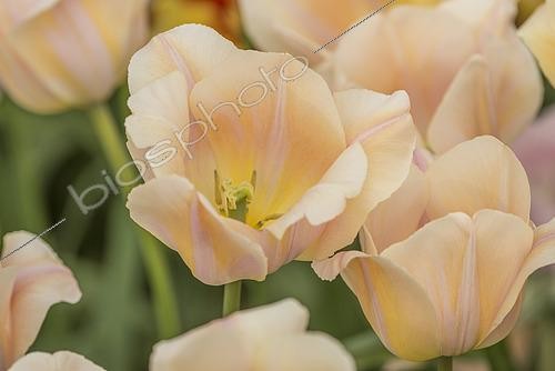 Biosphoto | 2573272 | Tulipa Orange Rosalie | &copy; Eric Breed / Visions Pictures / Biosphoto
