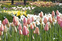 Biosphoto | 2573283 | Tulipa pink | &copy; VisionsPictures & Photography / Visions Pictures / Biosphoto