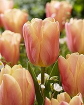 Biosphoto | 2573290 | Tulipa Salmon Jimmy | &copy; A.C.M. Smit / Visions Pictures / Biosphoto