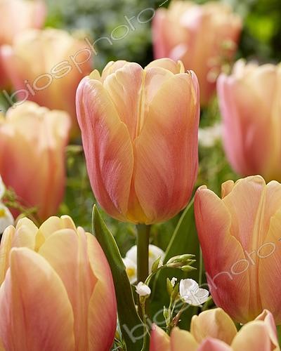 Biosphoto | 2573290 | Tulipa Salmon Jimmy | &copy; A.C.M. Smit / Visions Pictures / Biosphoto