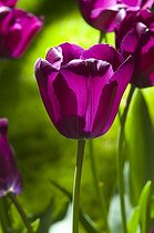Biosphoto | 448865 | TULIPA SIMPLE TARDIVE 'RECREADO' | &copy; DIGIT images / Biosphoto