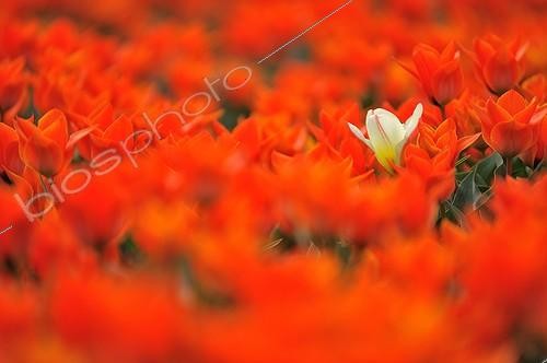 Biosphoto | 1994295 | Tulipe blanche dans un champ de tulipes rouges - Pays-Bas | &copy; Robin Fourré / Biosphoto