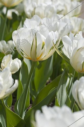 Biosphoto | 2142854 | Tulipe de Foster 'Exotic Emperor' en fleur dans un jardin | &copy; Frédéric Didillon / Biosphoto