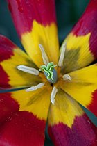 Biosphoto | 892864 | Tulipe en fleur dans un jardin | &copy; Philippe Giraud / Biosphoto