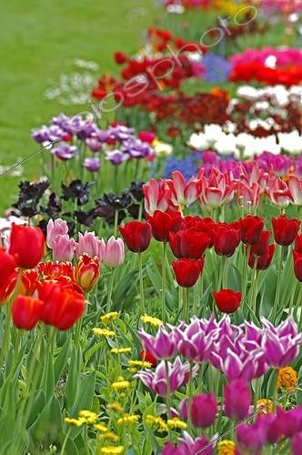 Biosphoto | 101227 | Tulipe en mélange au printemps  | &copy; Frédéric Didillon / Biosphoto