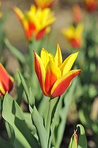Biosphoto | 1636142 | Tulipe fleur de lys 'Synadea King' France | &copy; Claude Balcaen / Biosphoto